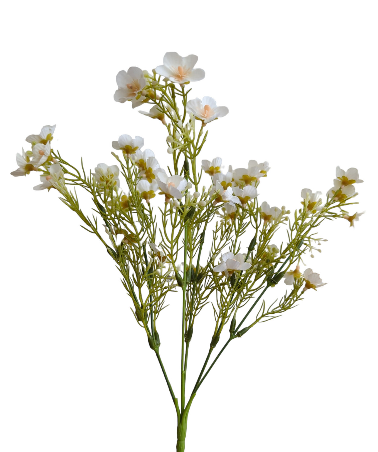 Daisy Short Bunch White 6 Stems