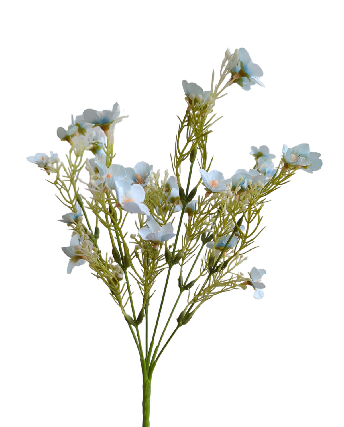 Daisy Short Bunch Blue 6 Stems