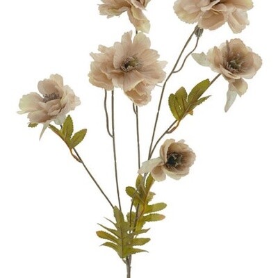 Dried Peony Spray 78cm