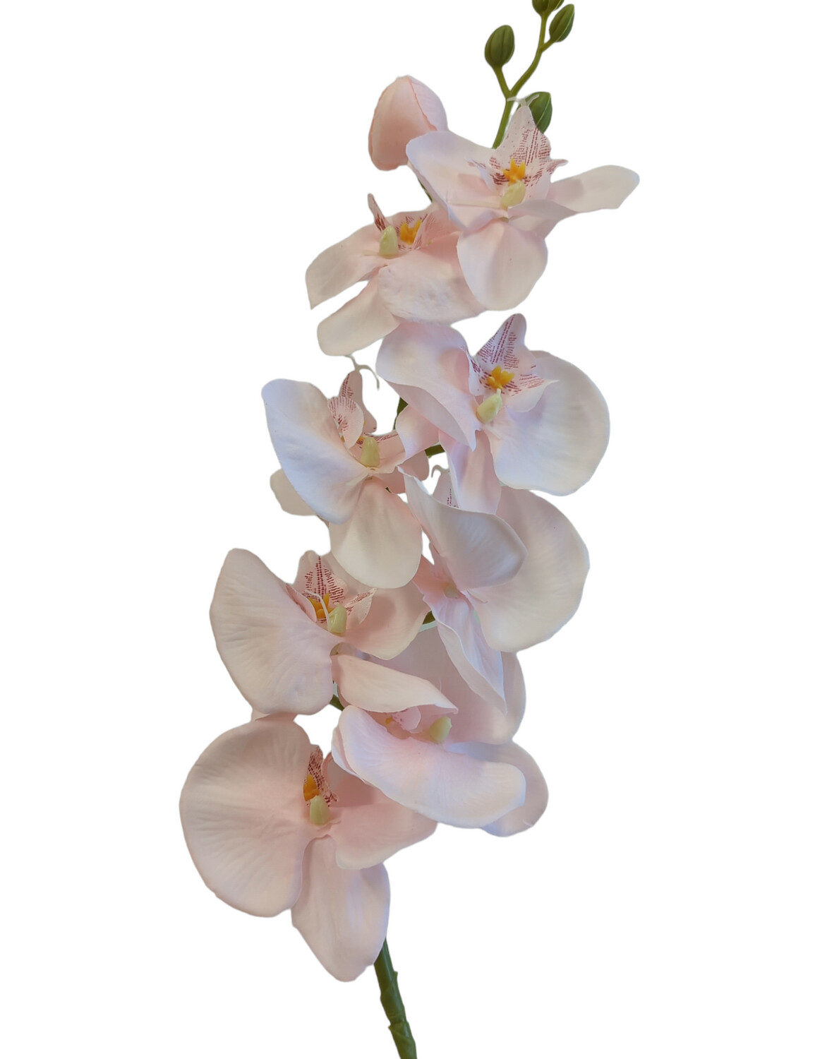 Orchid Phalaenopsis Pink 98cmL 8 Heads 6 Buds