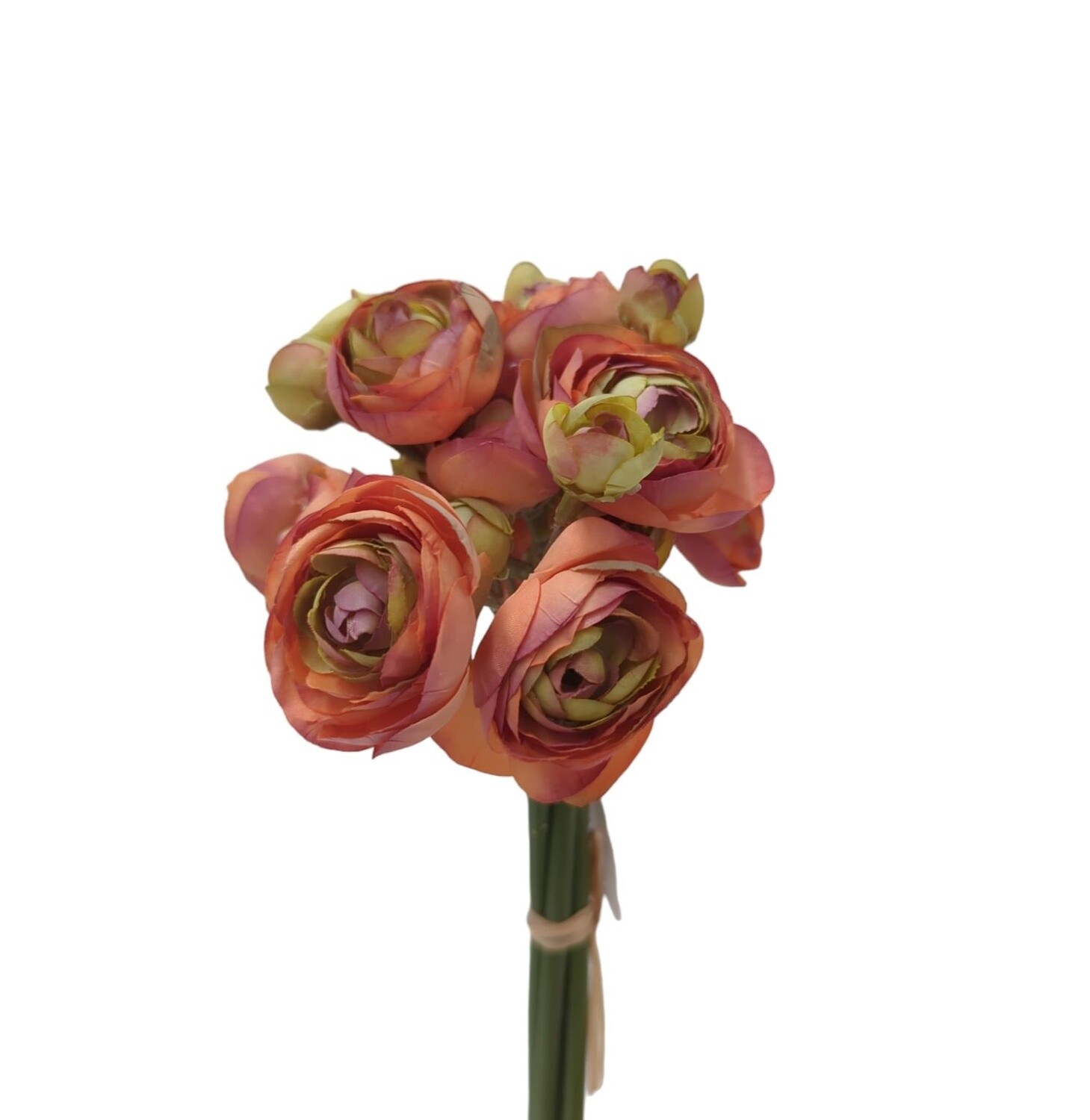 Ranunculus Bundle Latte 28cmL