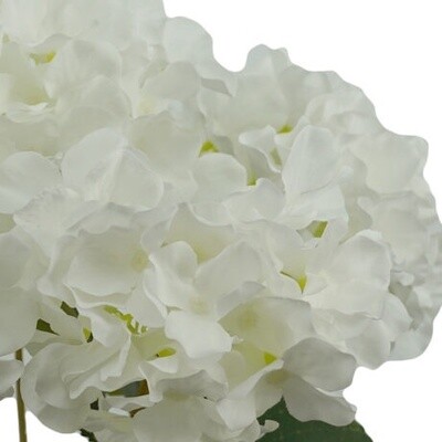 Hydrangea Bush 5H White 45cm