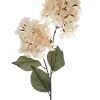 Hydrangea Macrophylla Champagne 92cmL
