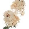 Hydrangea Macrophylla Champagne 92cmL