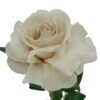 Rose Lady Velvet Stem Ivy 54cmL