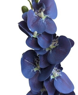 Orchid Blue Royal 85cmL