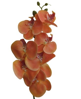 Orchid Orange Burnt 85cmL