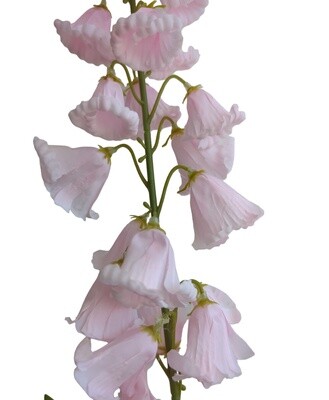 Canterbury Bells Pink 95cmL