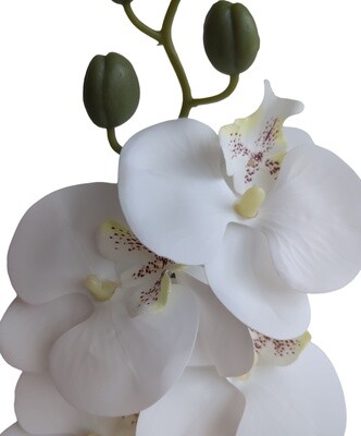 Orchid White 85cmL
