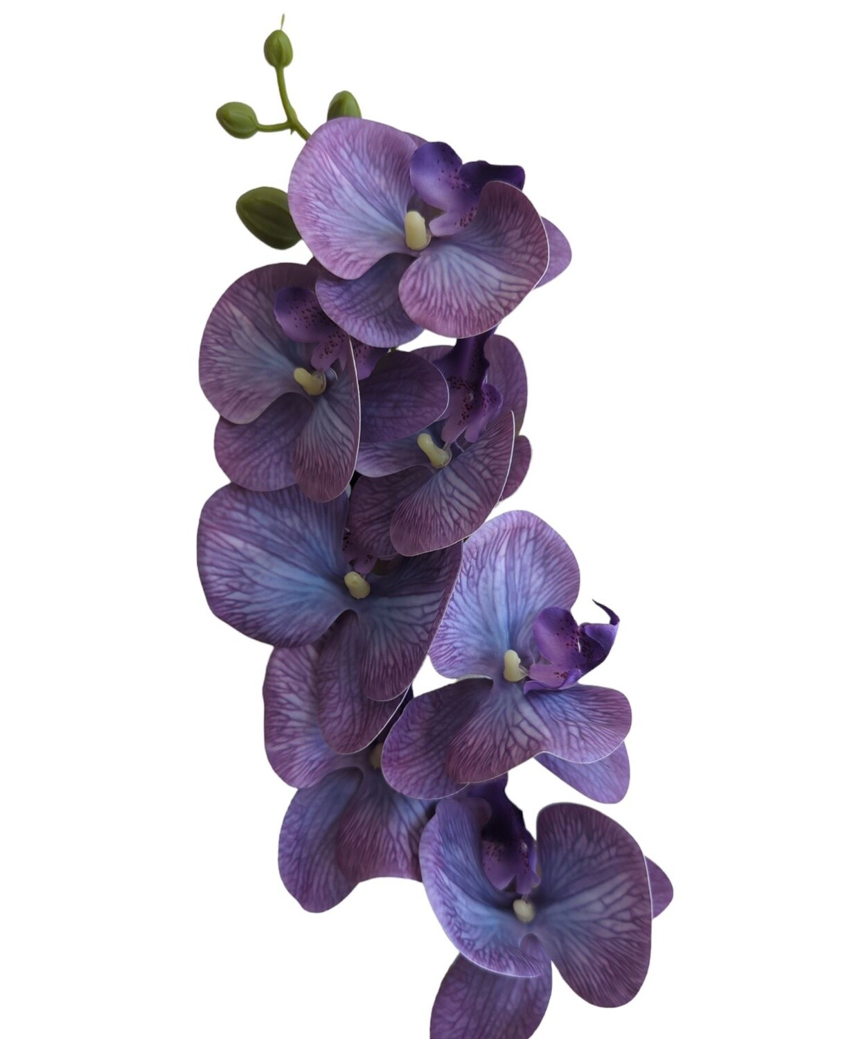 Orchid RT Purple-Blue 85cmL