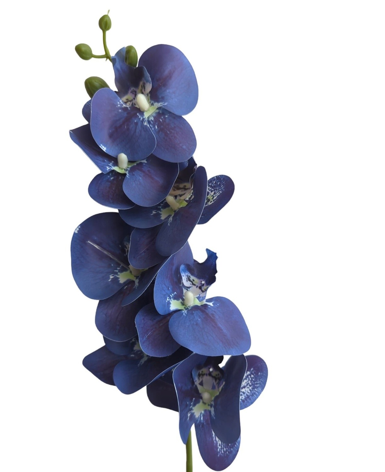 Orchid Blue Royal 85cmL