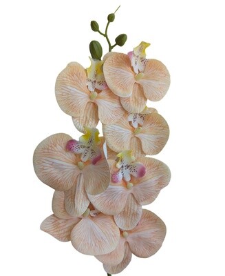 Orchid Orange Light 85cmL
