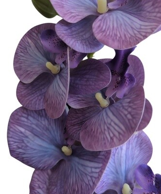 Orchid RT Purple-Blue 85cmL