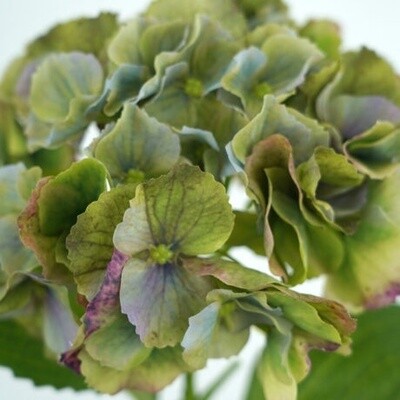 Hydrangea Stem RT Green 49cmL