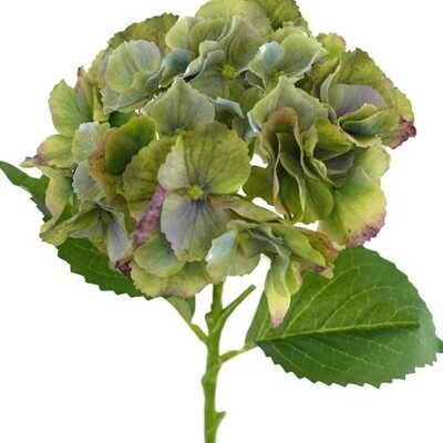 Hydrangea Stem RT Green 49cmL