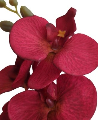 Orchid Red Blood 85cmL