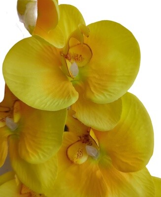 Orchid Yellow 85cmL