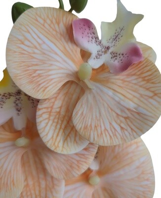 Orchid Orange Light 85cmL