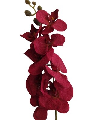 Orchid Red Blood 85cmL