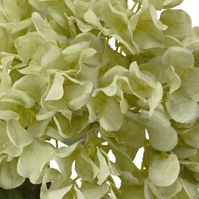 Hydrangea Stem Green 59cmL