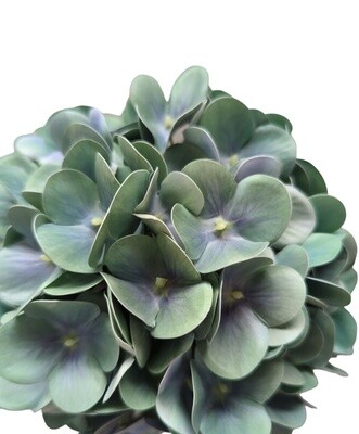 Hyrangea Stem Green 68cmL