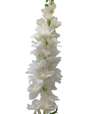 Delphinium Stem Champagne 123cmL