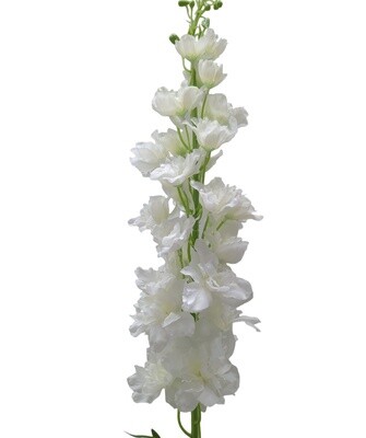 Delphinium Stem White 123cmL
