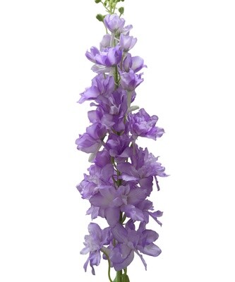 Delphinium Stem Purple 123cmL