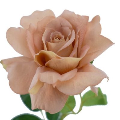 Rose Lady Velvet Stem Pink Nude 54cmL