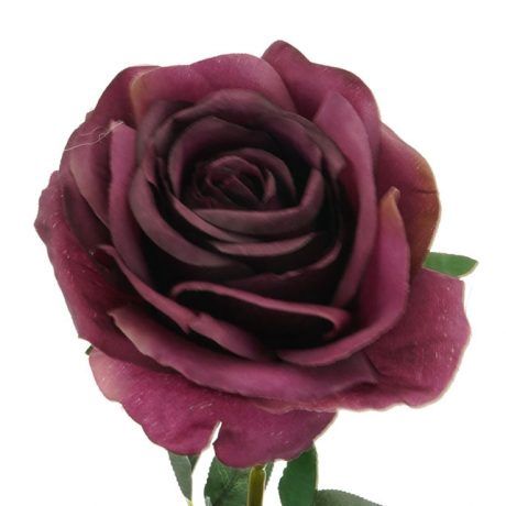 Rose Autumn Stem Purple 75cmL
