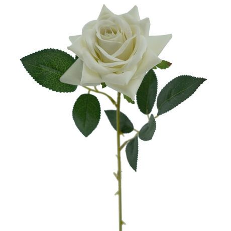 Rose Prima Cream 62cmL