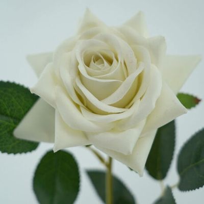 Rose Prima Cream 62cmL