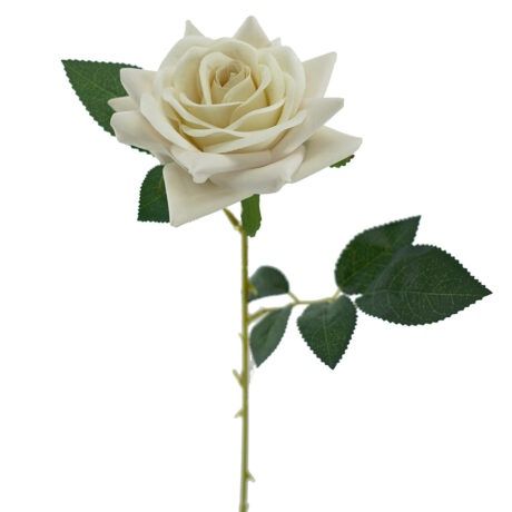 Rose Prima Ivy 62cmL