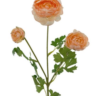 Ranunculus 3H Coral 61cmL