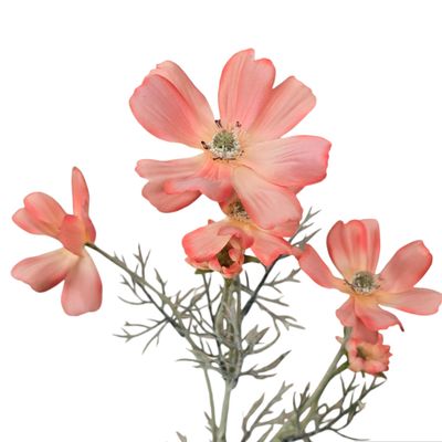 Cosmo Long Coral Pink 60cmL