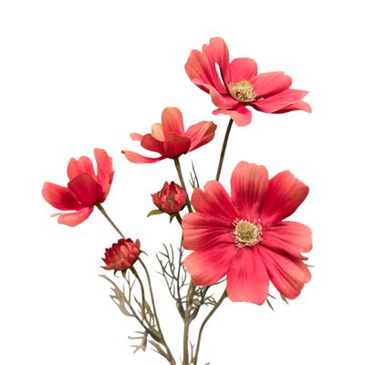 Cosmo Long Red 60cmL
