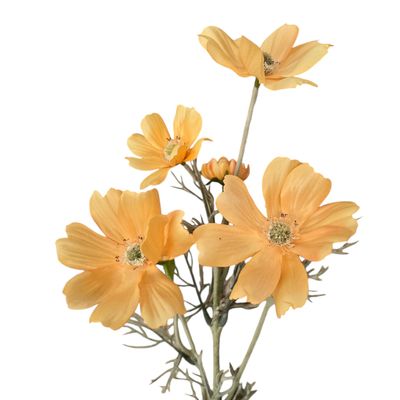 Cosmo Long Light Orange 60cmL