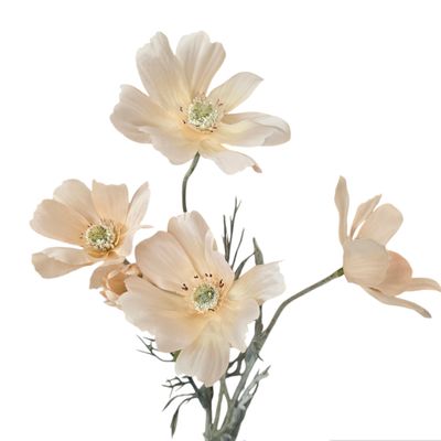 Cosmo Long Peach 60cmL