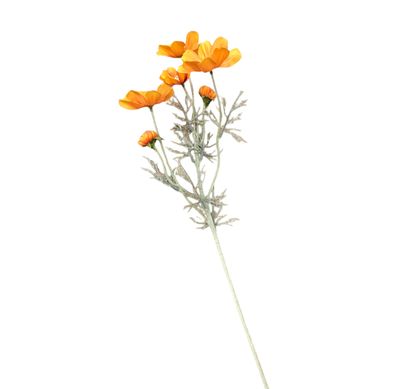 Cosmo Long Orange 60cmL