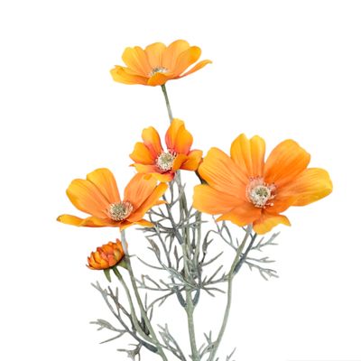 Cosmo Long Orange 60cmL