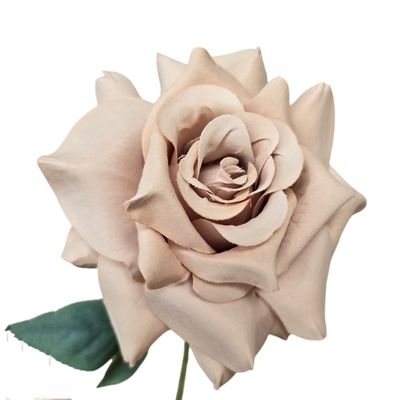 Rose Pointed Stem Latte 50cmL