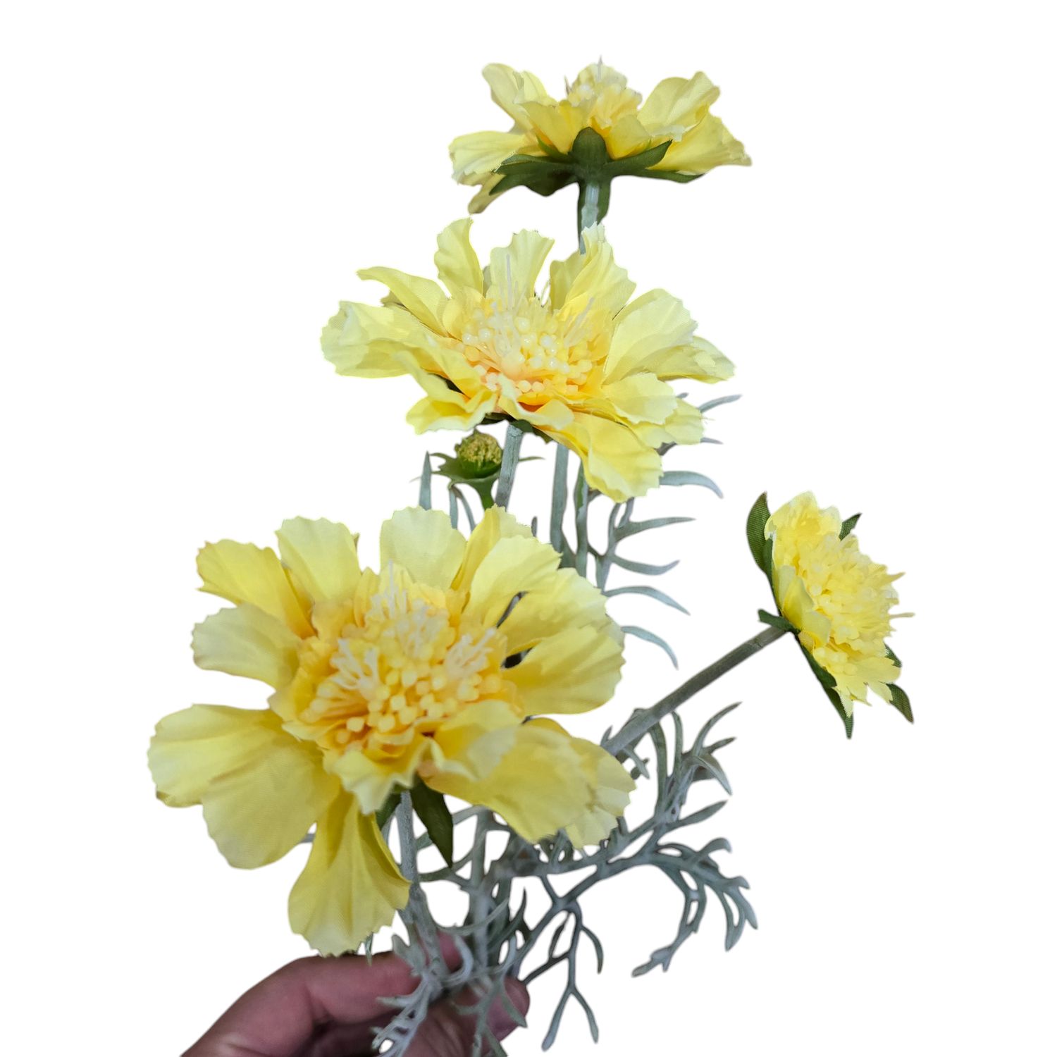 Scabiosa 4H2B Yellow 60cmL