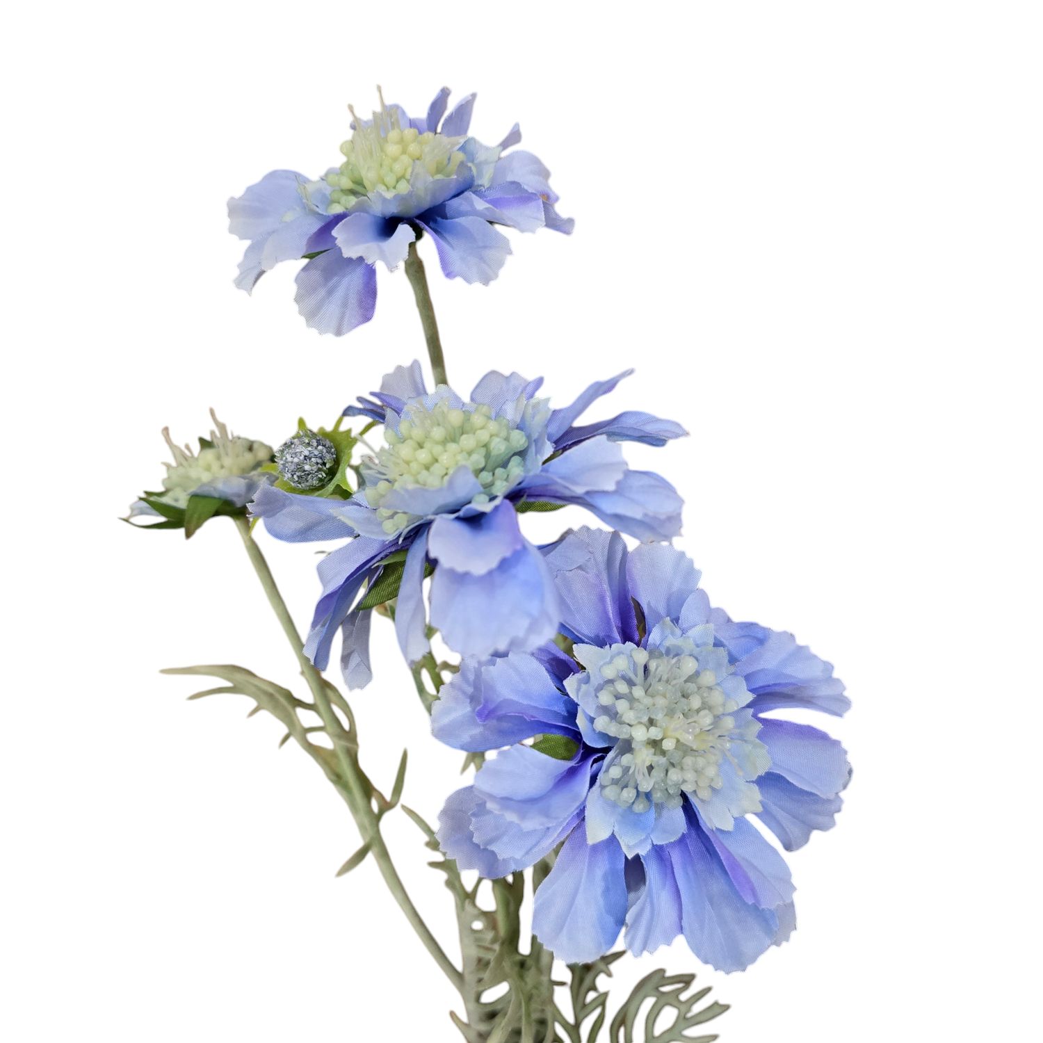 Scabiosa 4H2B Light Blue 60cmL