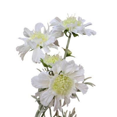 Scabiosa 4H2B White 60cmL