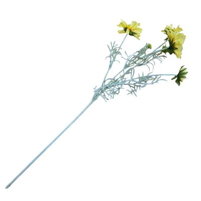 Scabiosa 4H2B Yellow 60cmL