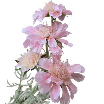 Scabiosa 4H2B Light Pink 60cmL