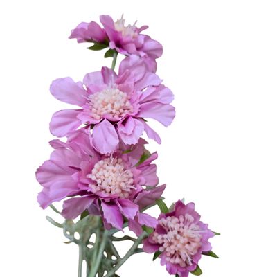 Scabiosa 4H2B Light Purple 60cmL