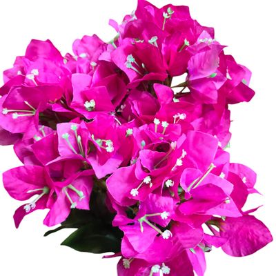 Bougainvillea Bush Hot Pink 7H 50cmL