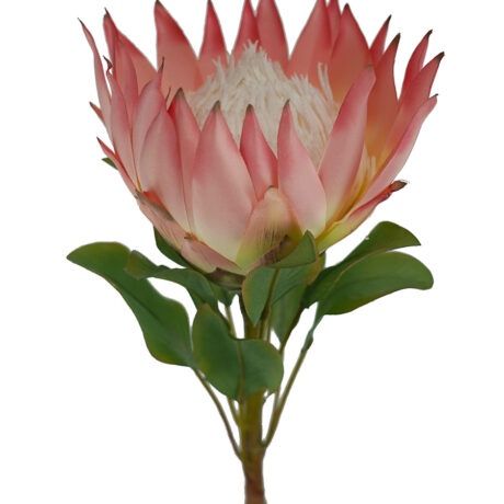 Protea King Pink 73cmL