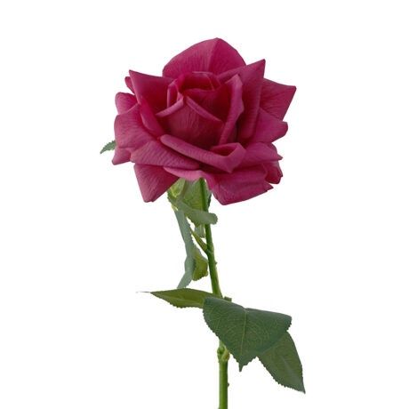 Rose Ecuador RT Hot Pink 73cmL